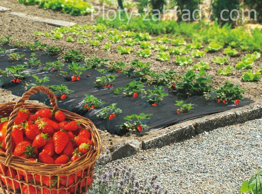 Záhradná fólia pod jahody cená, zabraňuje rastu buriny a zvyšuje produkciu
