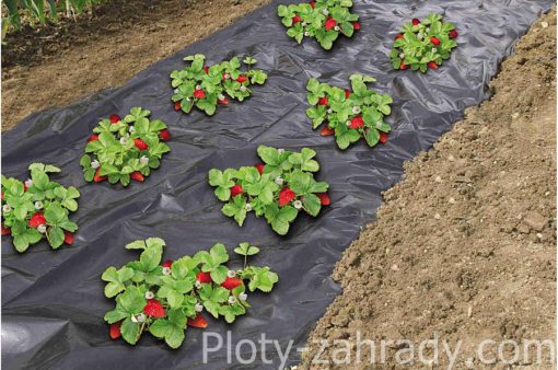 Záhradná fólia pod jahody cená, zabraňuje rastu buriny a zvyšuje produkciu